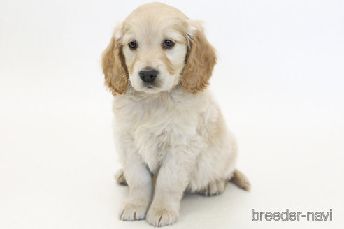 販売中の神奈川県のミックス犬-374600